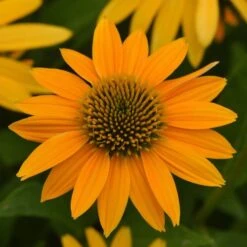 Artisan™ Collection Yellow Ombre Echinacea Seeds