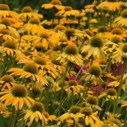 Artisan™ Collection Yellow Ombre Echinacea Seeds -Park Seed® Shop 54057 PK P1 2
