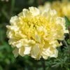Sugar & Spice White Marigold Seeds -Park Seed® Shop 54072