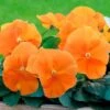 Inspire® DeluXXe Orange Pansy Seeds 1 Inspire® DeluXXe Orange Pansy Seeds -Park Seed® Shop 54079 PK P1