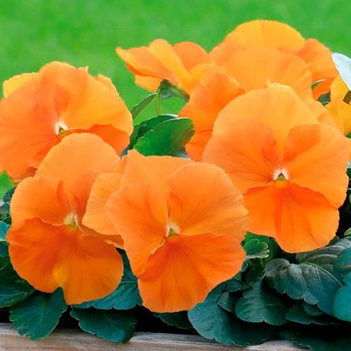 Inspire® DeluXXe Orange Pansy Seeds 3 Inspire® DeluXXe Orange Pansy Seeds