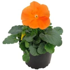 Inspire® DeluXXe Orange Pansy Seeds 8 Inspire® DeluXXe Orange Pansy Seeds -Park Seed® Shop 54079 PK P1 2