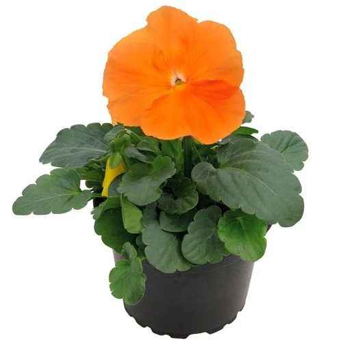 Inspire® DeluXXe Orange Pansy Seeds 5 Inspire® DeluXXe Orange Pansy Seeds - Image 3
