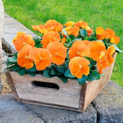 Inspire® DeluXXe Orange Pansy Seeds 6 Inspire® DeluXXe Orange Pansy Seeds - Image 4