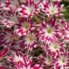 Popstars™ Rose With Eye Phlox Seeds -Park Seed® Shop 54086