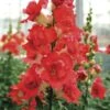 DoubleShot™ Orange Bicolor Snapdragon Seeds 1 DoubleShot™ Orange Bicolor Snapdragon Seeds -Park Seed® Shop 54107 PK P1
