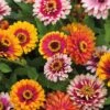 'Funfair Mix' Zinnia Seeds -Park Seed® Shop 54111