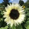 ProCut® White Nite Sunflower Seeds -Park Seed® Shop 54122 PK P1