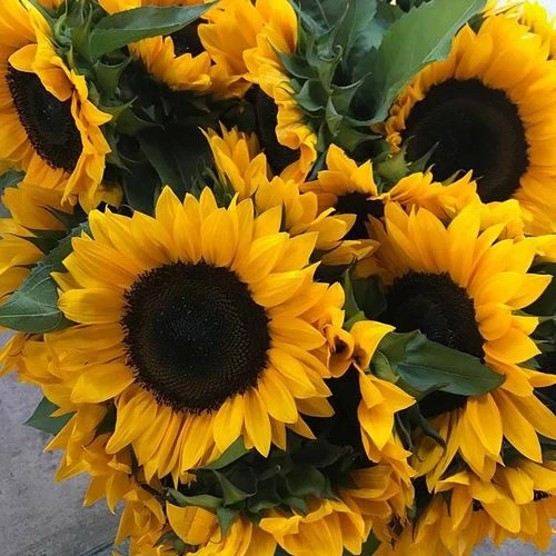 ProCut® Horizon Sunflower Seeds 3 ProCut® Horizon Sunflower Seeds