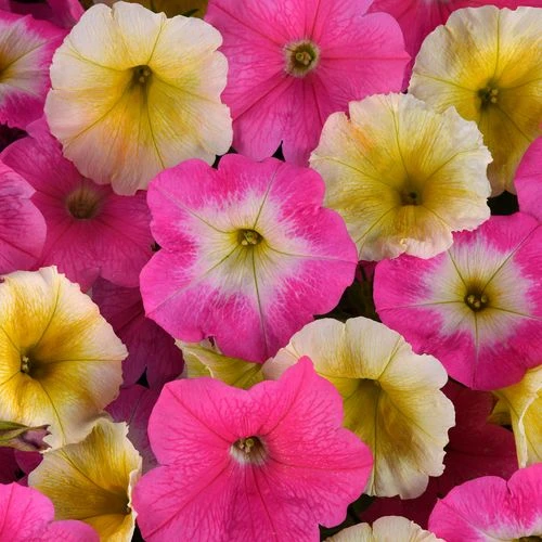 E3 Easy Wave® Sweet Taffy Mix Petunia Seeds 3 E3 Easy Wave® Sweet Taffy Mix Petunia Seeds