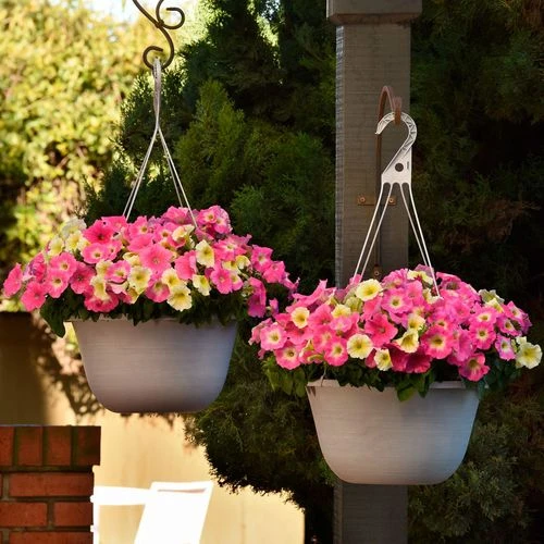 E3 Easy Wave® Sweet Taffy Mix Petunia Seeds 4 E3 Easy Wave® Sweet Taffy Mix Petunia Seeds - Image 2