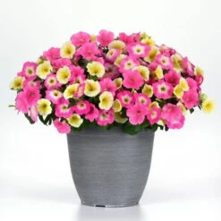 E3 Easy Wave® Sweet Taffy Mix Petunia Seeds 8 E3 Easy Wave® Sweet Taffy Mix Petunia Seeds -Park Seed® Shop 54140 PK P1 2