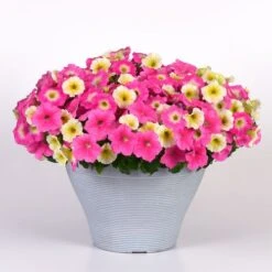 E3 Easy Wave® Sweet Taffy Mix Petunia Seeds 9 E3 Easy Wave® Sweet Taffy Mix Petunia Seeds -Park Seed® Shop 54140 PK P1 3