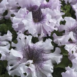Superbissima Giant Alba Petunia Seeds -Park Seed® Shop 54147 2