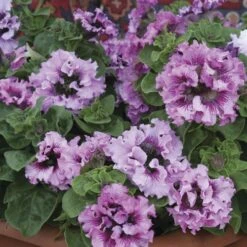 Superbissima Giant Rose Petunia Seeds -Park Seed® Shop 54148 2
