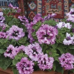 Superbissima Giant Rose Petunia Seeds -Park Seed® Shop 54148 3