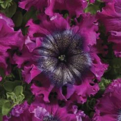 Superbissima Wine Red Petunia Seeds