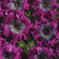 Superbissima Wine Red Petunia Seeds -Park Seed® Shop 54149 2