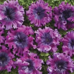 Superbissima Dark Purple Petunia Seeds 7 Superbissima Dark Purple Petunia Seeds -Park Seed® Shop 54150 2