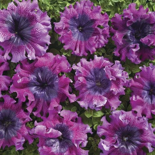 Superbissima Dark Purple Petunia Seeds 5 Superbissima Dark Purple Petunia Seeds - Image 3