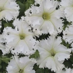 Lace Veil Petunia Seeds