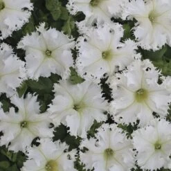 Lace Veil Petunia Seeds Pack Of 100 -Park Seed® Shop 54153 PK 100 2