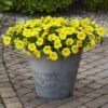 Caliburst™ Yellow Petchoa Seeds 1 Caliburst™ Yellow Petchoa Seeds -Park Seed® Shop 54155