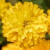 Zydeco™ Deep Yellow Zinnia Seeds -Park Seed® Shop 54201 PK 250