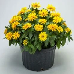 Zydeco™ Deep Yellow Zinnia Seeds -Park Seed® Shop 54201 PK 250 2