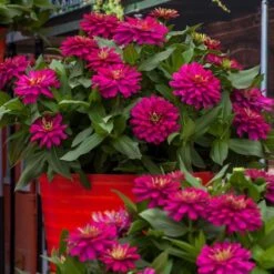 Zydeco™ Cherry Zinnia Seeds 7 Zydeco™ Cherry Zinnia Seeds -Park Seed® Shop 54202 PK 250 2