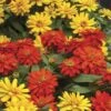 Zydeco™ Fire Zinnia Seeds 2 Zydeco™ Fire Zinnia Seeds -Park Seed® Shop 54203