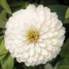 Zydeco™ White Zinnia Seeds