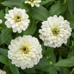 Zydeco™ White Zinnia Seeds -Park Seed® Shop 54204 PK 250 2