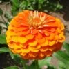 Queeny Pure Orange Zinnia Seeds -Park Seed® Shop 54205 PK P1