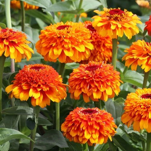 Zinderella Zest Zinnia Seeds 3 Zinderella Zest Zinnia Seeds