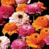 Zinderella Punch Zinnia Seeds 2 Zinderella Punch Zinnia Seeds -Park Seed® Shop 54208 PK P1