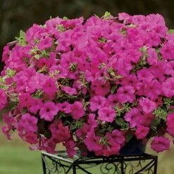 Petunia Surfinia® Sumo Pink (pack Of 3)