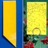 Yellow Sticky Insect Traps - Collection -Park Seed® Shop 96059