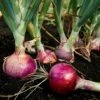 Red Candy Apple Hybrid Onion Sets -Park Seed® Shop 96541 pk 60