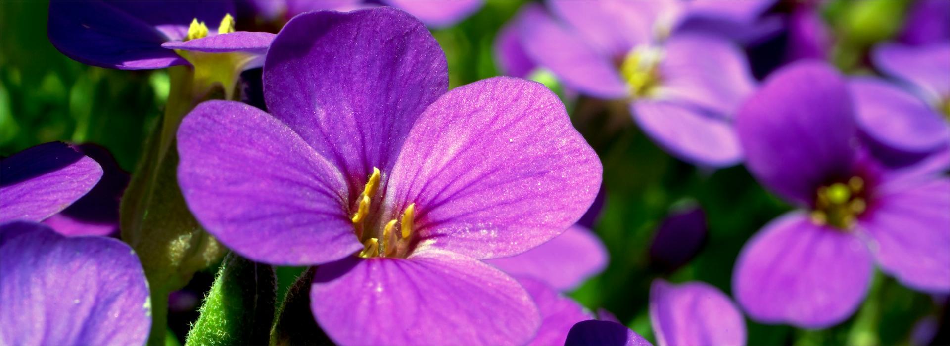 Park Seed® Shop 1 Park Seed® Shop -Park Seed® Shop tobias mockenhaupt RgJJ4SQH8ZA unsplash