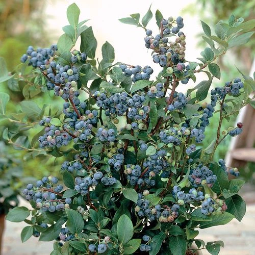 Vaccinium 'Sunshine Blue' Dwarf Blueberry 3 Vaccinium 'Sunshine Blue' Dwarf Blueberry
