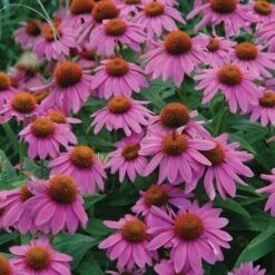 Echinacea PowWow® Wild Berry Coneflower