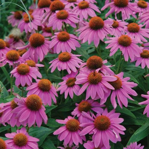 Echinacea PowWow® Wild Berry Coneflower 3 Echinacea PowWow® Wild Berry Coneflower