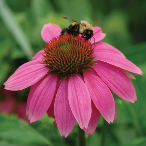 Echinacea PowWow® Wild Berry Coneflower 4 Echinacea PowWow® Wild Berry Coneflower - Image 2