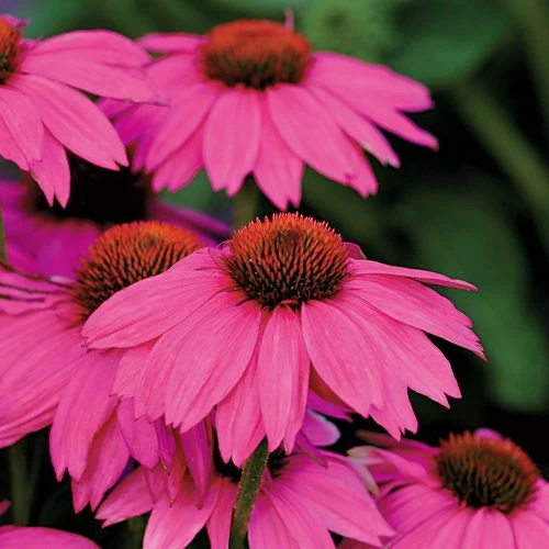 Echinacea PowWow® Wild Berry Coneflower 5 Echinacea PowWow® Wild Berry Coneflower - Image 3
