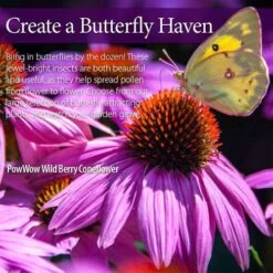 Echinacea PowWow® Wild Berry Coneflower 10 Echinacea PowWow® Wild Berry Coneflower -Park Seed® Shop v1133 3