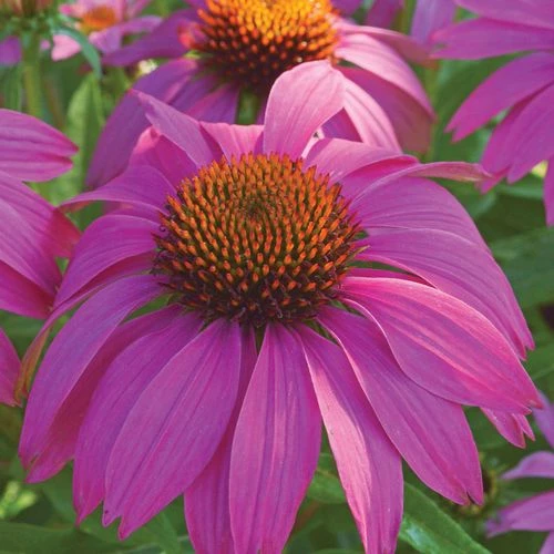 Echinacea PowWow® Wild Berry Coneflower 7 Echinacea PowWow® Wild Berry Coneflower - Image 5