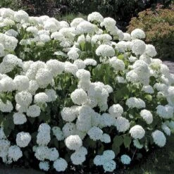 Hydrangea 'Annabelle'
