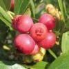 Vaccinium 'Pink Lemonade' Blueberry -Park Seed® Shop v1192