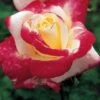 Double Delight Hybrid Tea Rose -Park Seed® Shop v1228